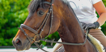 Cheval brun avec cavalier